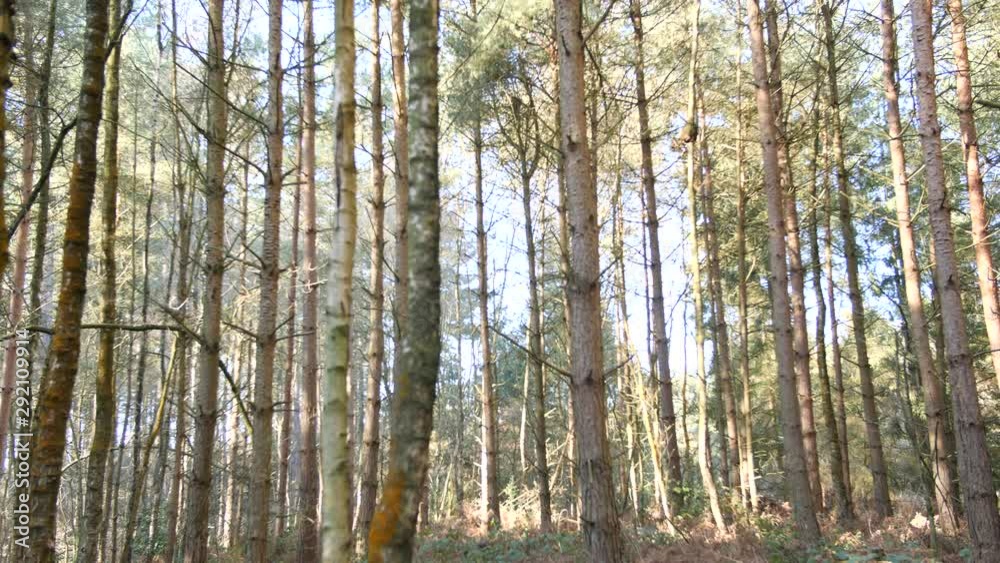 4K Pine forest trees with sun flare coming through forest , dolly wild tree woods in UK England 4K Pine forest trees with sun flare coming through forest , dolly wild tree woods in UK England