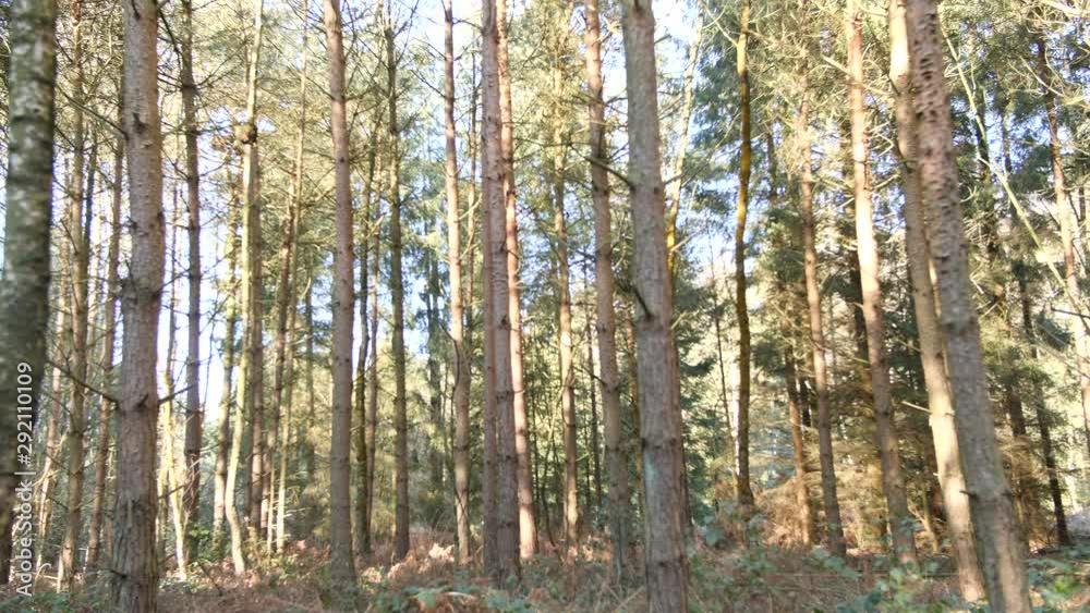 4K Pine forest trees with sun flare coming through forest , dolly wild tree woods in UK England 2 4K Pine forest trees with sun flare coming through forest , dolly wild tree woods in UK England 2