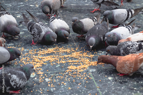 Pigeons eating in the street photo