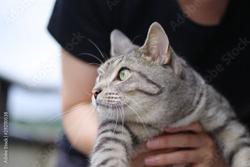 抱っこされた猫