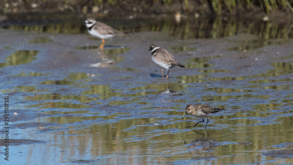 gravelot a collier interrompu 