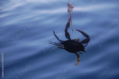 catching crab on the hook
