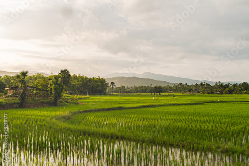 Beautiful Sunset on rice field in harvest season in Chiangmai Thailand
