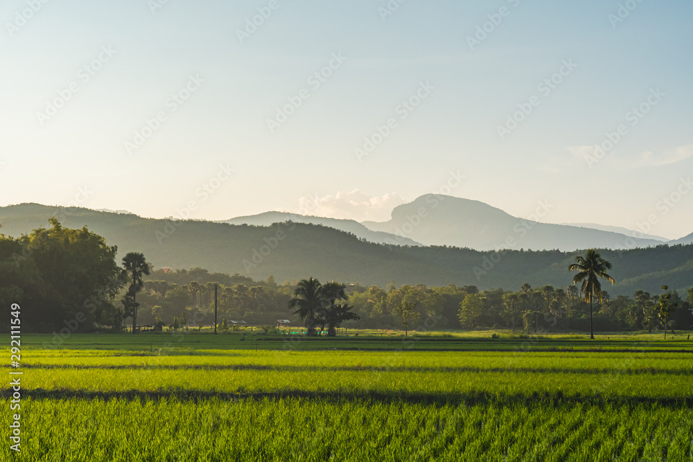 Beautiful Sunset on rice field and Tiger head mountain in harvest season in Chiangmai,Thailand