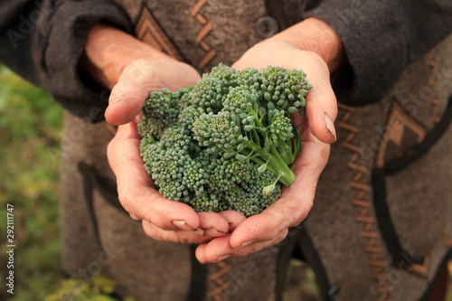 broccoli in grandmother's hands in the garden