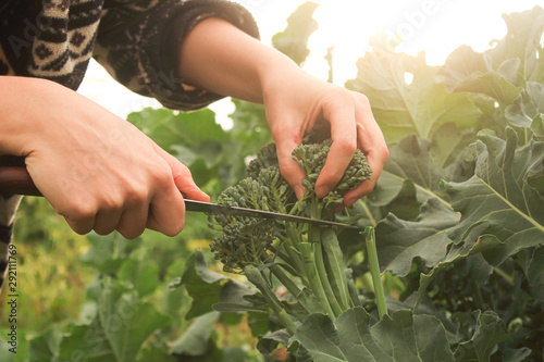 young woman's hands cutting broccoli in the garden