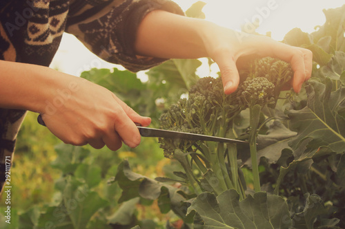 young woman's hands cutting broccoli in the garden