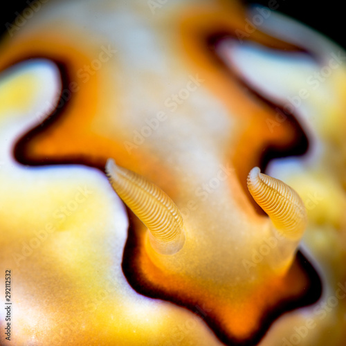 Nudibranch © nakielphoto
