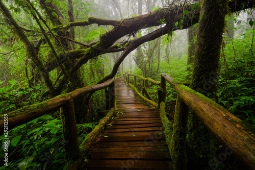 Ang Ka Natur Trail  Doi Inthanon National Park  Thailand