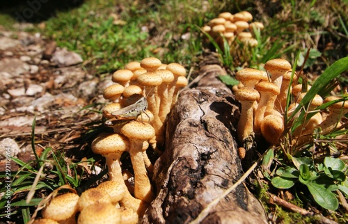 Heuschrecke auf Pilzen am Achensee