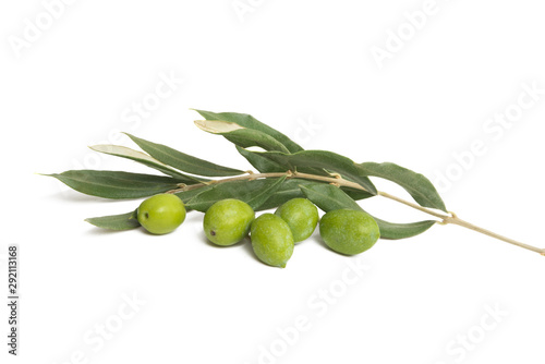 olive branch isolated