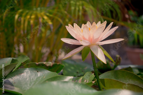 White lotus flower is blooming outstanding through lotus leaf and in pond  horizontal side view of lotus.