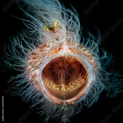 Hairy frogfish photo