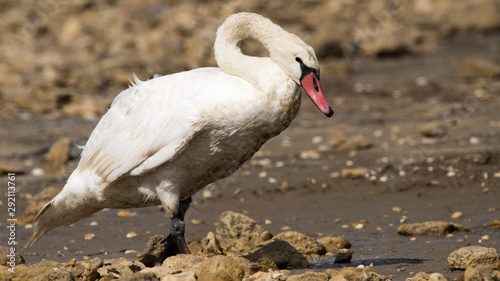 Fototapeta Naklejka Na Ścianę i Meble -  cygne tuberculé 