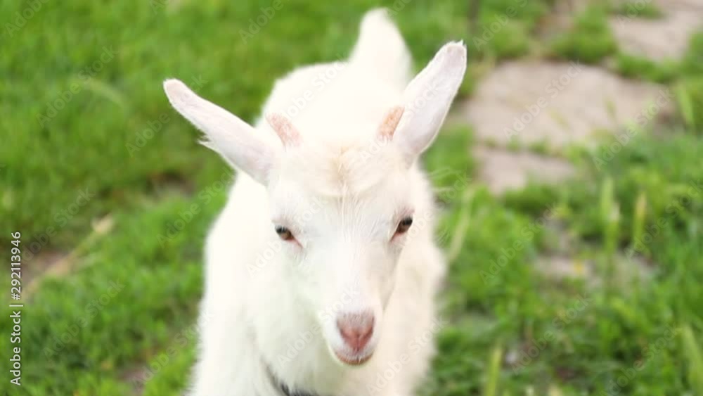 White goat tied with a metal chain, walks on the grass of a farm. Domesticated farm goat. White goat tied with a metal chain, walks on the grass of a farm. Domesticated farm goat.