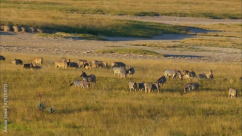 Herd of Zebras in the Ntwetwe Pan in Botswana. photo