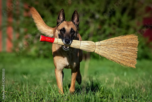 Running adult belgian shepherd malinois with broom in his mouth