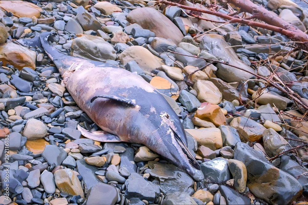 Died Dolphin washed up on rocks during a storm at stony sea beach. Remains body of marine animals on rocky coast. Natural life in wild. Environmental disaster death of animals from water pollution.