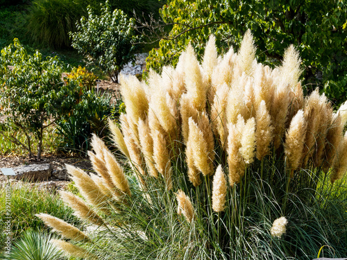Hautes tiges aux fleurs panachées ou inflorescence en plumets blanc d'herbe de la pampa (Cortaderia selloana) photo