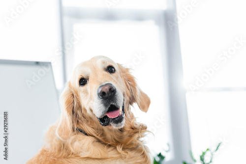 cute golden retriever looking at camera in office