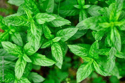 Mint leaves plant grow at vegetable garden. Mint leaves background. Peppermint. Copy space.