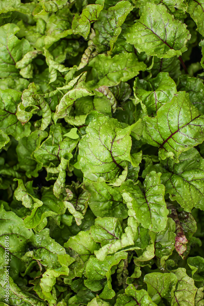 Green natural background with fresh beet leaves in the garden in selective focus. Green natural background with fresh beet leaves in the garden in selective focus.