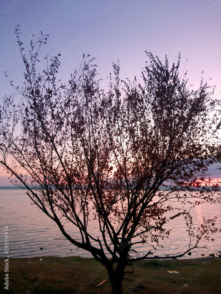 tree with a view of lake Kucukcekmece in Istanbul tree with a view of lake Kucukcekmece in Istanbul