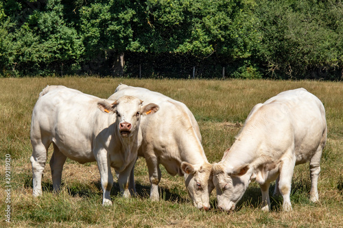 Vaches charolaises en pâture