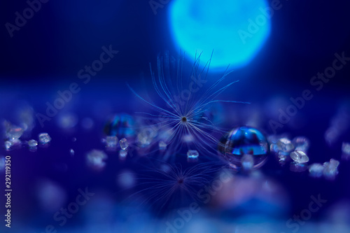 Closeup of a dandelion fluff on a blue background