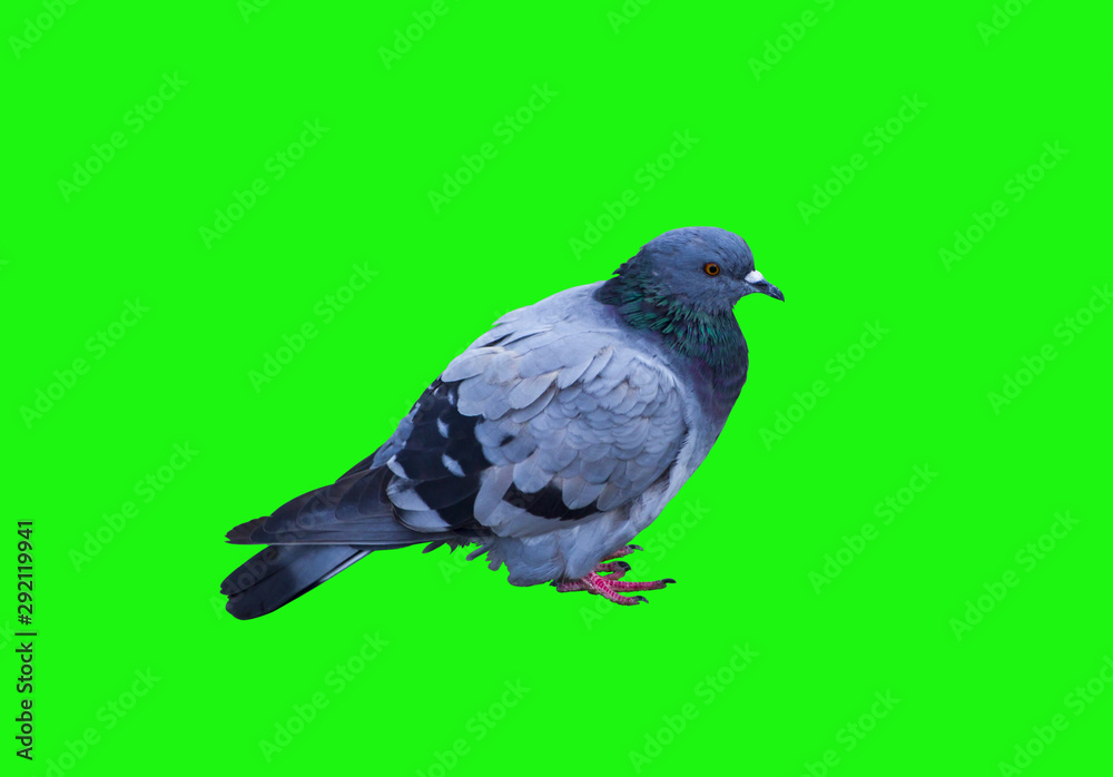 Obraz premium .The dove is found in parks, near churches or just on the street.