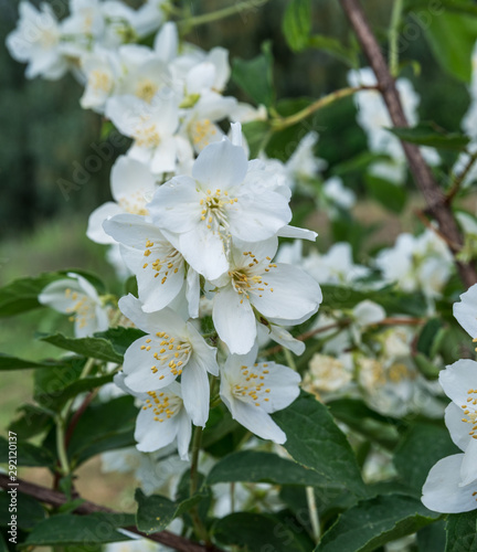 Blooming jasmine shrub. Tender jasmine flowers between green leaves close-up.