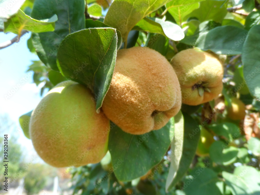 Ripe yellow quince fruit grows in the summer garden.
