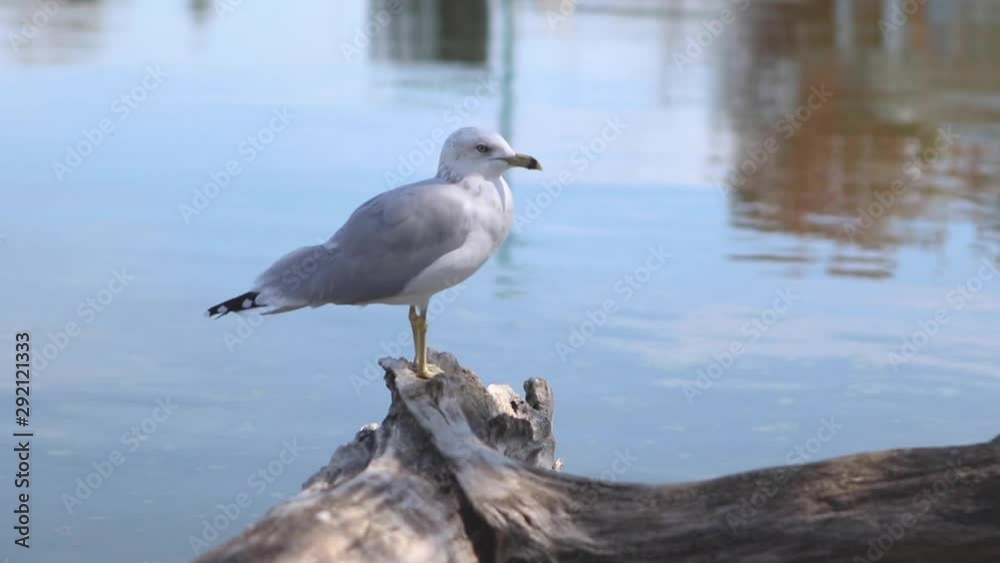 Seagull standing on a log looking around. with water in the background Seagull standing on a log looking around. with water in the background