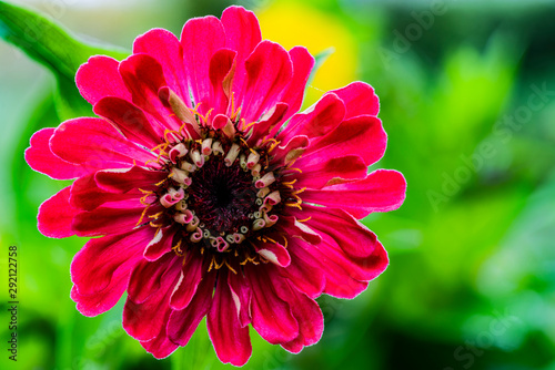 Red zinnia on a background of bokeh leaves