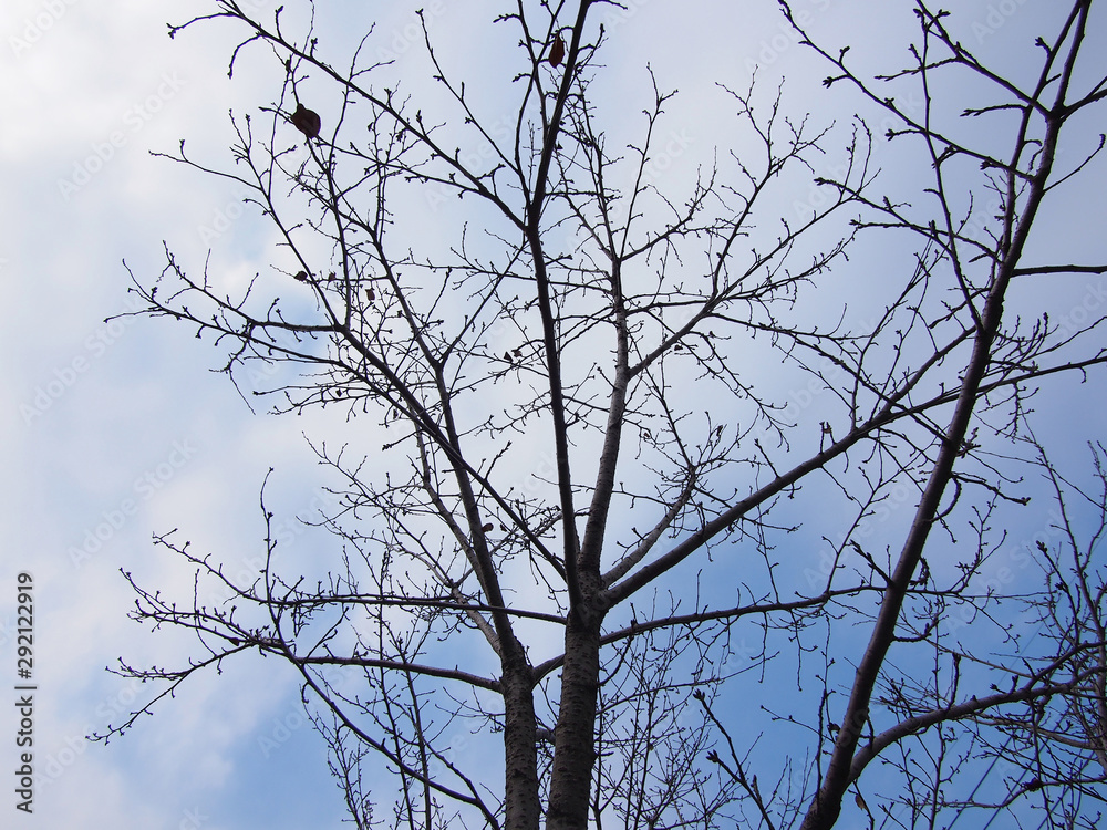 Naklejka premium tree in the sky