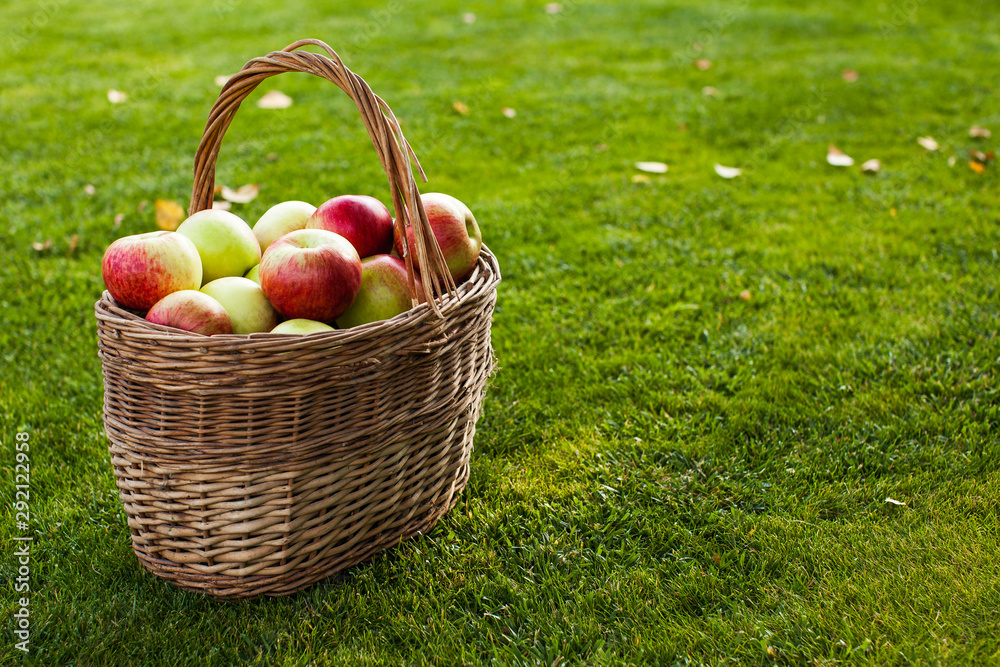 apples in basket in left corner on the grass apples in basket in left corner on the grass