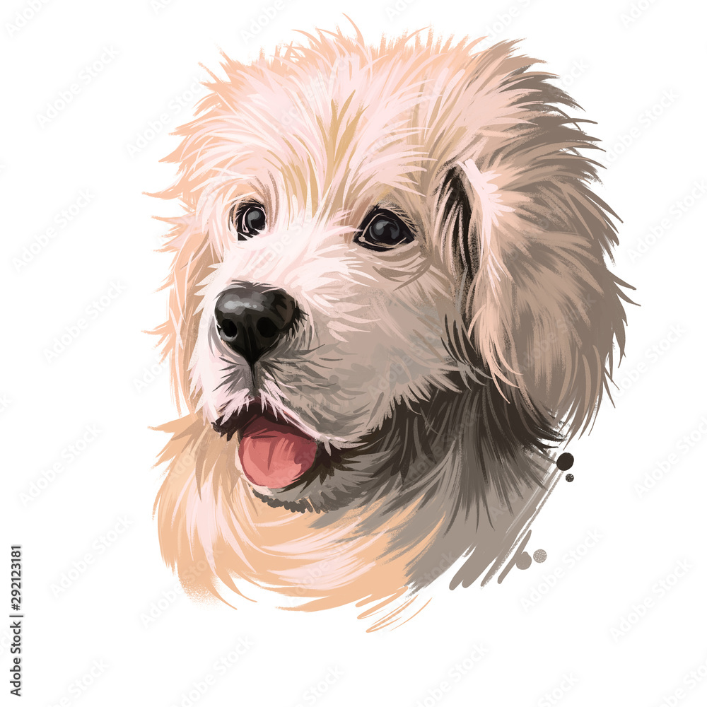 Polish Tatra Sheepdog dog portrait isolated on white. Digital art illustration of hand drawn dog for web, t-shirt print, puppy food cover design. Breed of Tatra Mountains, Vlachian Romanian shepherds Polish Tatra Sheepdog dog portrait isolated on white. Digital art illustration of hand drawn dog for web, t-shirt print, puppy food cover design. Breed of Tatra Mountains, Vlachian Romanian shepherds