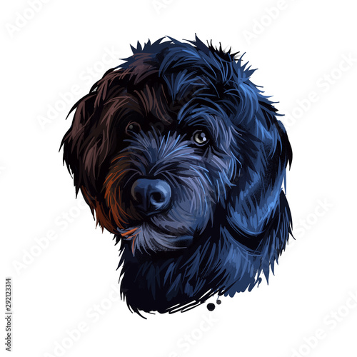 Portuguese Water dog portrait isolated on white. Digital art illustration of hand drawn dog for web, t-shirt print and puppy food cover design. Breed of working dog, cao de agua portugues, algarvio.