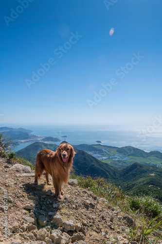 Golden Retriever looks out at the top of the mountain
