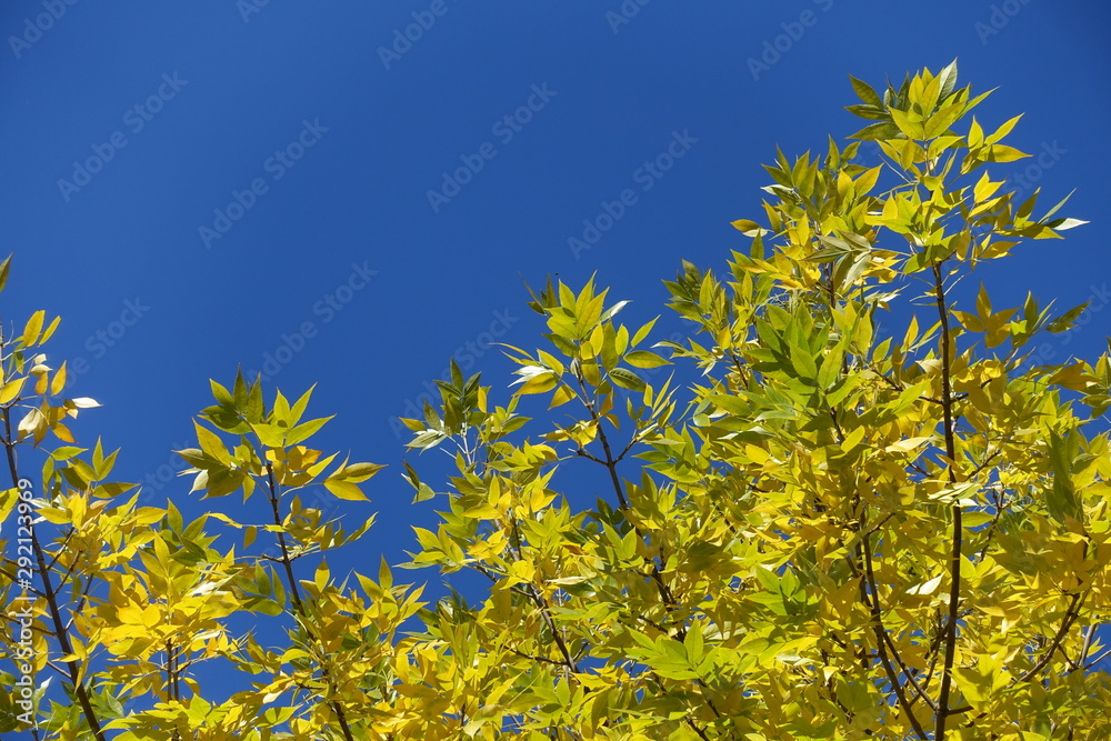Thin branches of ash tree with yellow leaves against blue sky in October Thin branches of ash tree with yellow leaves against blue sky in October