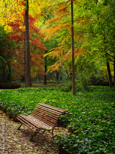 Lonely wooden bench in autumnal garden