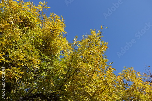 Upright branches of ash tree with yellow leaves against blue sky in October photo