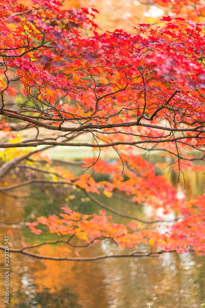 Beautiful autumn colors of Japanese maple tree iroha momiji leaves background in Tokyo public park in Japan Beautiful autumn colors of Japanese maple tree iroha momiji leaves background in Tokyo public park in Japan