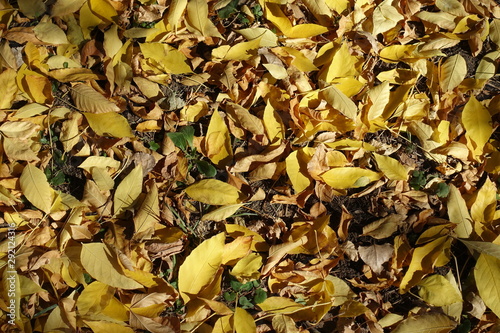 Brown and yellow fallen leaves of red ash tree from above