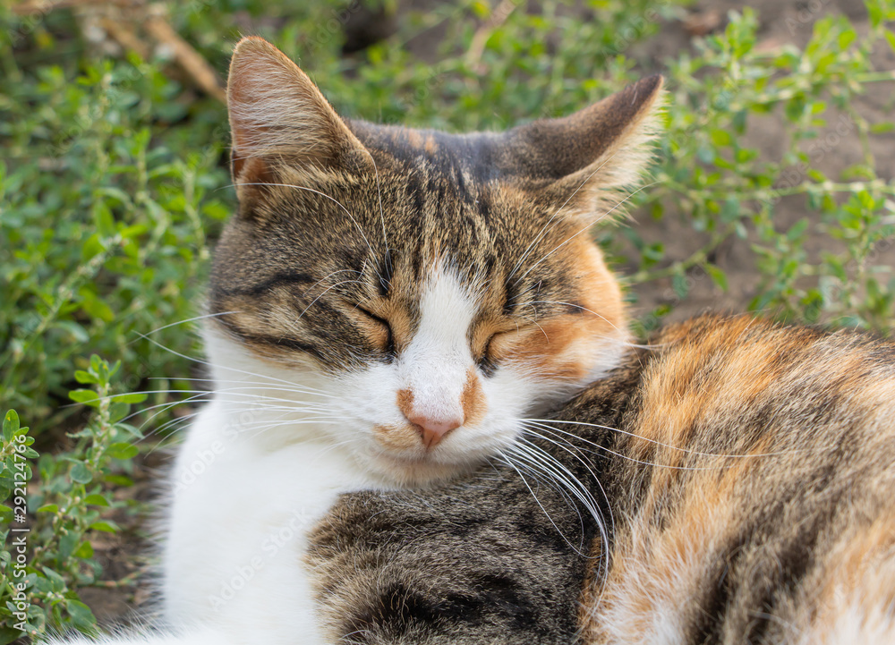 Portrait of a beautiful cat wich sleeping in the garden