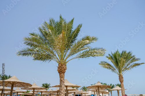 palm trees against a blue sky and beach umbrellas.