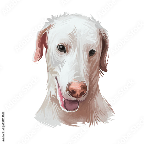 Rajapalayam dog portrait isolated on white. Digital art illustration hand drawn dog for web, t-shirt print and puppy food cover design. Poligar hound, Sighthound dog, Rajapalayam Hound. Stock-illustration | Adobe