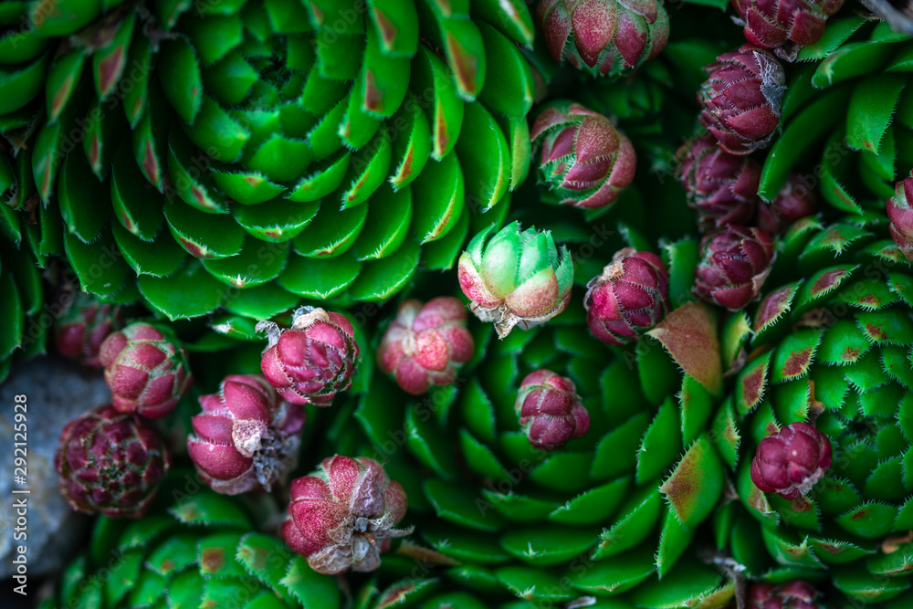 collection of beautiful succulent flowers, close up collection of beautiful succulent flowers, close up