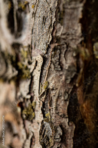 Closeup tree texture