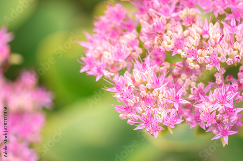 Fototapeta Naklejka Na Ścianę i Meble -  beautiful pink flowers on blurred natural background